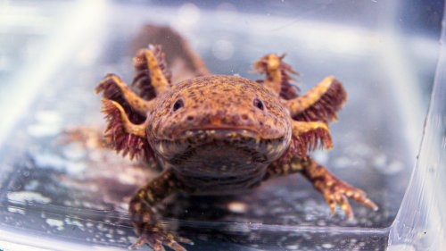 To save axolotls, a campaign in Mexico asks people to virtually adopt them
