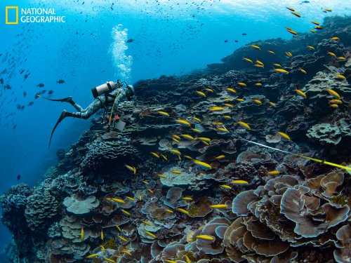 This coral reef resurrected itself — and showed scientists how to replicate it