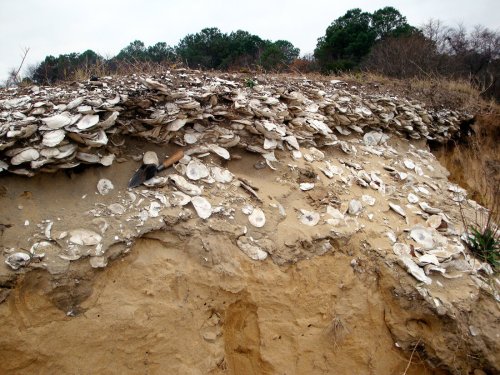 Oyster Archaeology: Ancient Trash Holds Clues To Sustainable Harvesting
