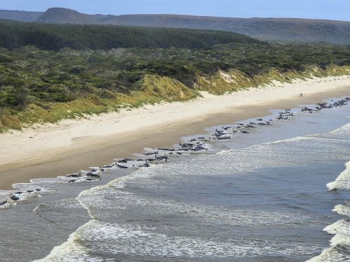 Rescue efforts are beginning in Tasmania to save more than 200 beached whales