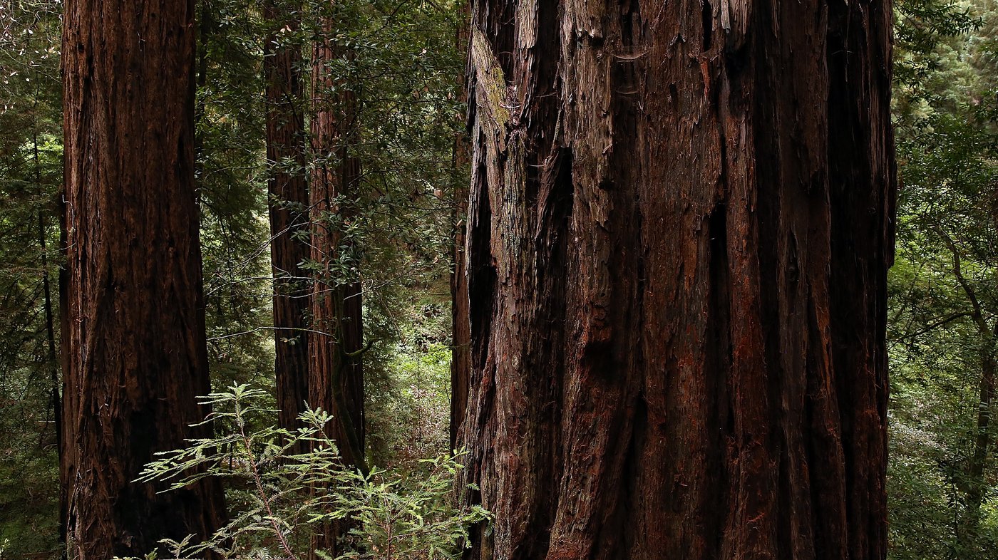 The strange underground economy of tree poaching
