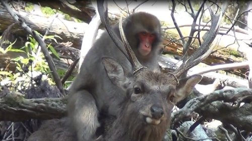 Scientists Say Japanese Monkeys Are Having 'Sexual Interactions' With Deer