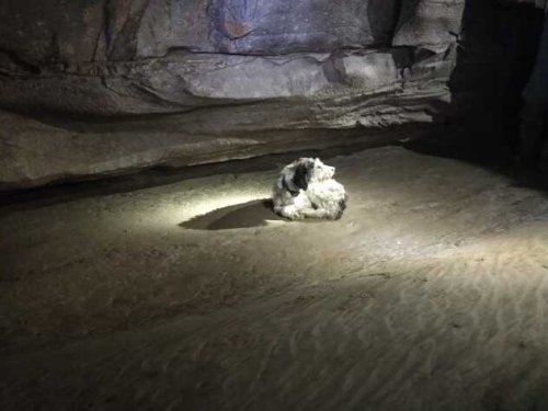 A caving project became a rescue mission after a dog was found 500 feet down