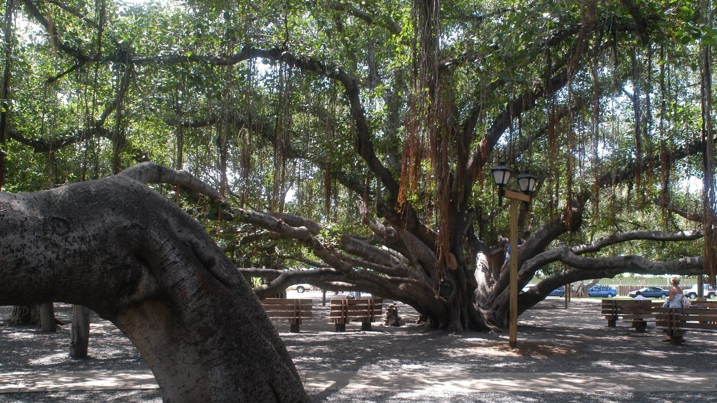 Scorched by Maui wildfire, historic Lahaina banyan tree appears still standing