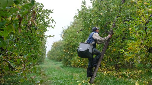 Millions of U.S. apples were almost left to rot. Now, they'll go to hungry families