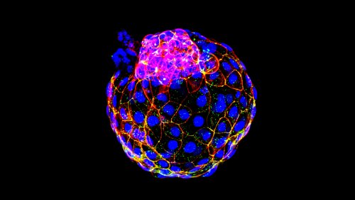 Scientists Create Living Entities In The Lab That Closely Resemble Human Embryos