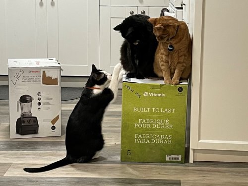 3 cats have outmaneuvered their 2 humans to hold a blender hostage for weeks