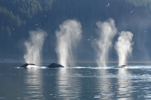 Whales Get A Break As Pandemic Creates Quieter Oceans