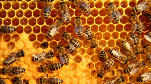 What Is It About Bees And Hexagons?