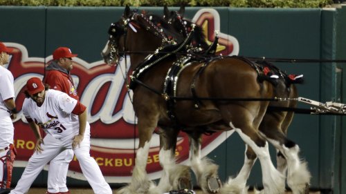 Anheuser-Busch says it will no longer amputate the tails of Budweiser's Clydesdales