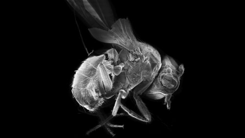 Can A Fruit Fly Help Explain Autism?