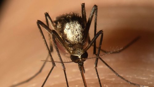 Scientists Find New Invasive Mosquito Species In Florida