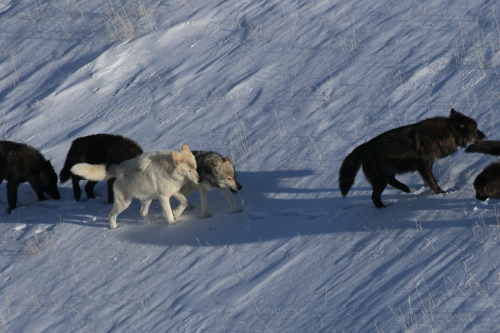 A record number of Yellowstone wolves have been killed. Conservationists are worried