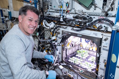 Astronauts grew green chile on the space station and made themselves space tacos
