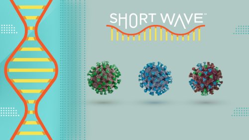What the COVID-19 pandemic tells us about how viruses evolve : Short Wave