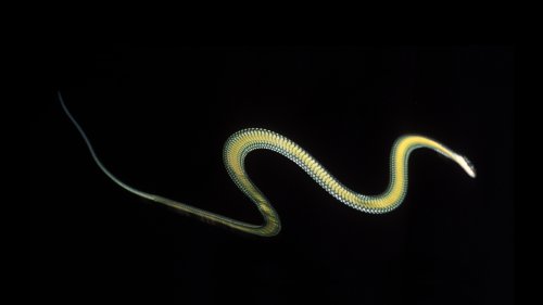 The Elegant Secrets Of Flying Snakes