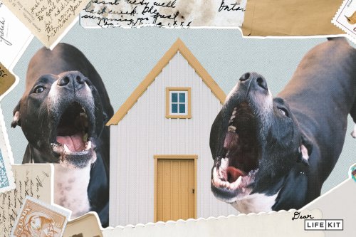 Dear Life Kit: Can I tell my neighbor to put their yappy dogs inside?