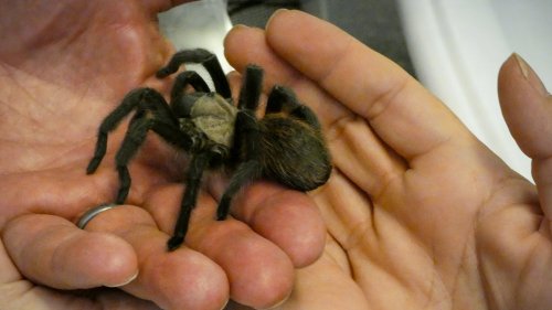Tarantulas in Colorado are on the move, and they're looking for love