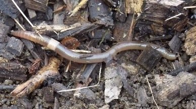 'Crazy Worms' Threaten America's Trees — And (Gasp!) Our Maple Syrup