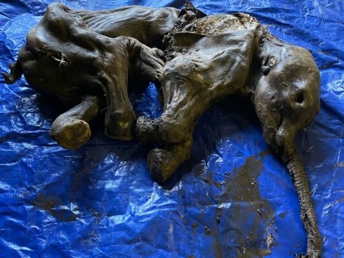 A mummified baby mammoth was found in Canada with intact hair, skin and tusks