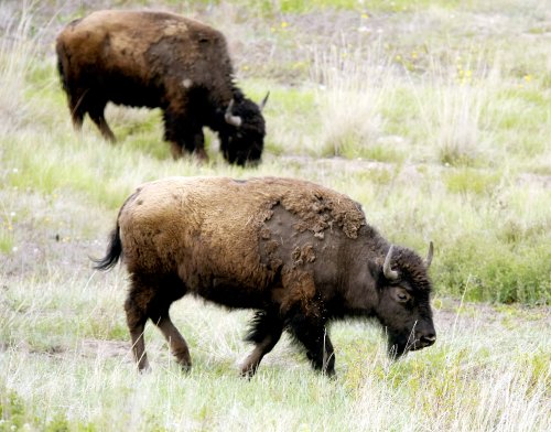 Native tribes celebrate Montana land ownership and bison range restoration