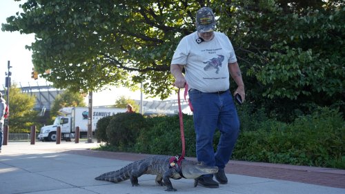 Wally the emotional support alligator went to see the Phillies. Then he went viral