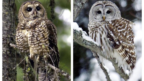 A government proposal to kill a half-million owls sparks controversy