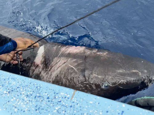 A Greenland shark, one of the longest-living animals on Earth, was caught near Belize