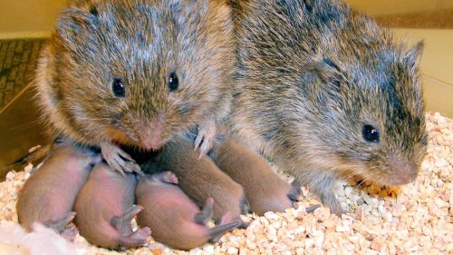 Learning About Love From Prairie Vole Bonding