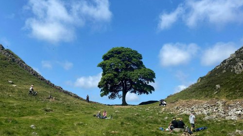 Despair flows after England's Sycamore Gap tree is cut down. Could it regrow?