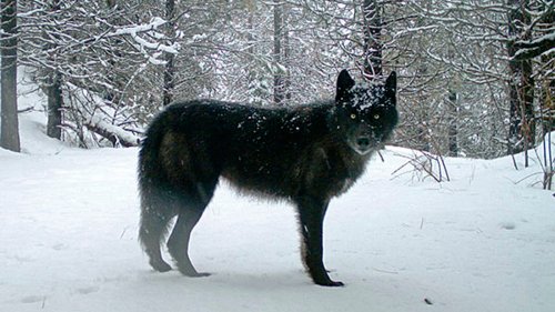 Gray Wolves To Be Removed From Endangered Species List