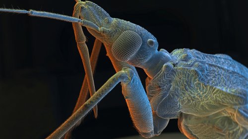 Kissing Bug Disease: Latin America's Silent Killer Makes U.S. Headlines
