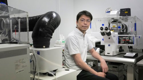 Japanese scientists race to create human eggs and sperm in the lab