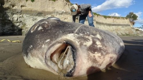 Scientists Shocked By Rare, Giant Sunfish Washed Up On California Beach
