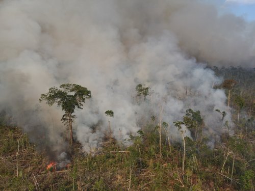 Brazil's election could determine the fate of the Amazon after record deforestation
