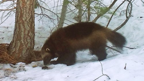 U.S. moves to protect wolverines as climate change melts their mountain refuges