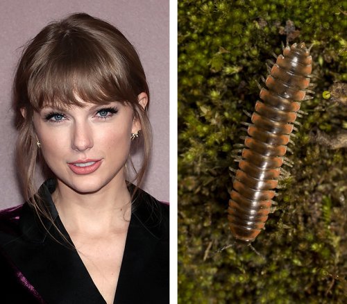 Taylor Swift was the inspiration for the name of a new millipede species