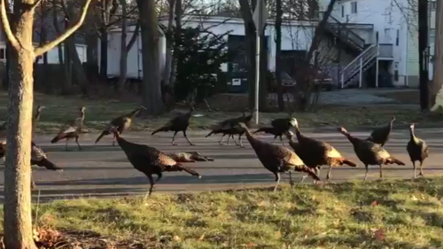 Turkeys Circling A Dead Cat Are Probably Wary, Not Working Dark Magic