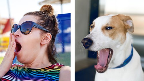 Yawning May Promote Social Bonding Even Between Dogs And Humans