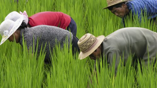 Rice Theory: Why Eastern Cultures Are More Cooperative