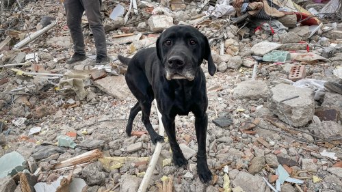 Sniffer dogs offer hope in waning rescue efforts in Turkey