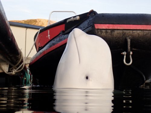 An alleged Russian spy whale is in Sweden — and danger. Here's why his tale matters