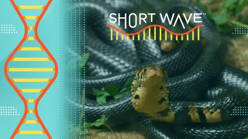 A man let snakes bite him for years. He could be the key to a universal antivenom : Short Wave