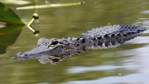Florida authorities killed an alligator that was seen with human remains in its mouth