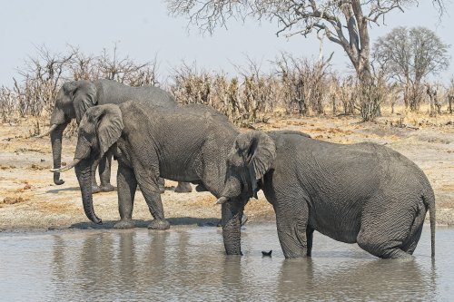Drought is driving elephants closer to people. The consequences can be deadly