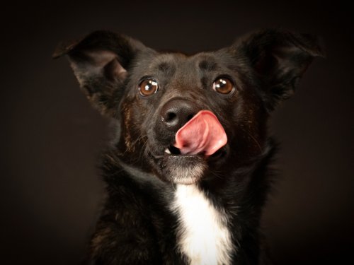 Black shelter animals weren't getting adopted. A photographer had an idea: glam shots