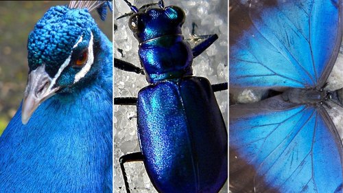 How Animals Hacked The Rainbow And Got Stumped On Blue