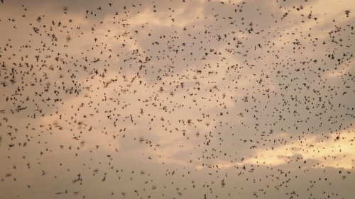 How Do You Lose A Half-Million Birds?