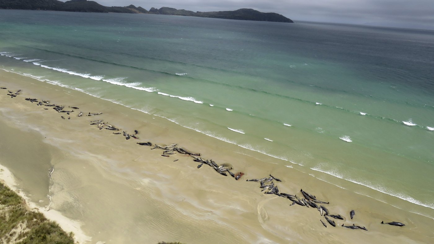As Many As 145 Pilot Whales Die Stranded On Remote New Zealand Island