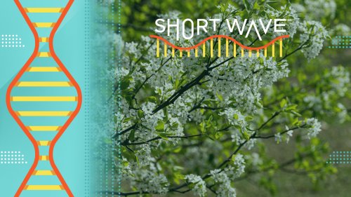 Flowers and trees are blooming earlier. Is it because of climate change? : Short Wave